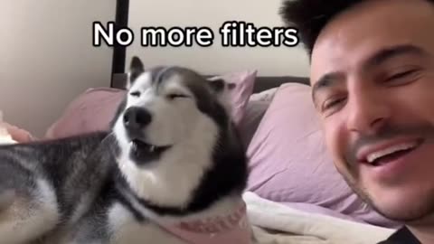 Filter Prank On My Husky! (SHE ARGUES) 😂👀