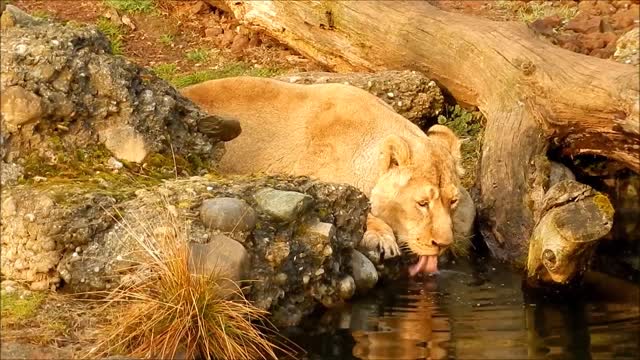 Beautiful lion drinking water