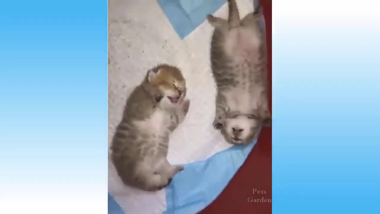 Funny animal videos