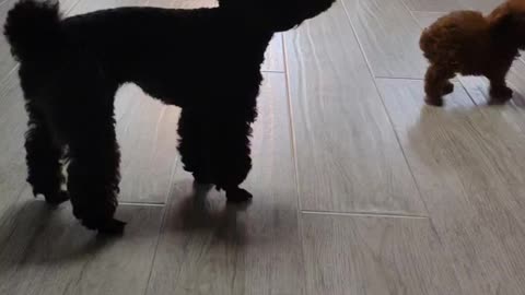 puppy