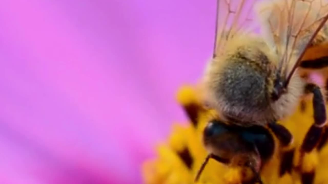 Honeybee Ads Animation 4