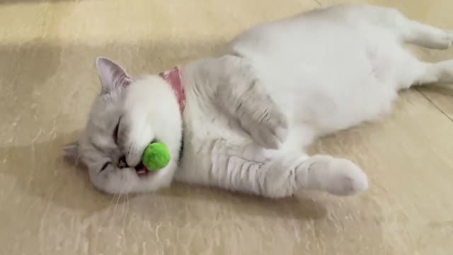 a kitten sleeps with a ball