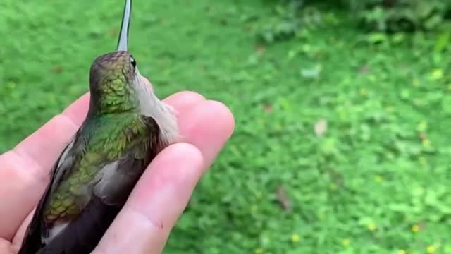 A wonderful view of hummingbirds in the hands of their owner