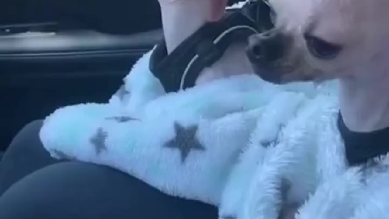 50 second of the most beautiful and cute animals in the world 🌎.