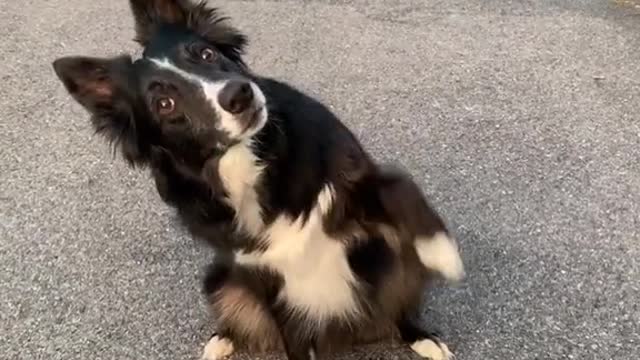 Cute little dog