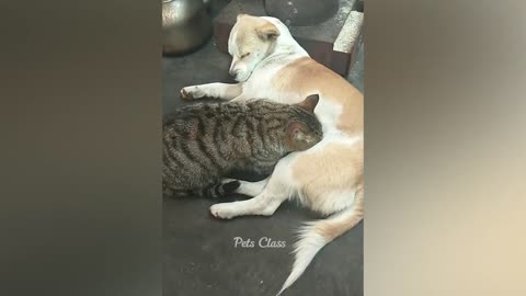 Funny videos 🐈