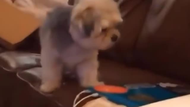 Turn off the laptop and play with me