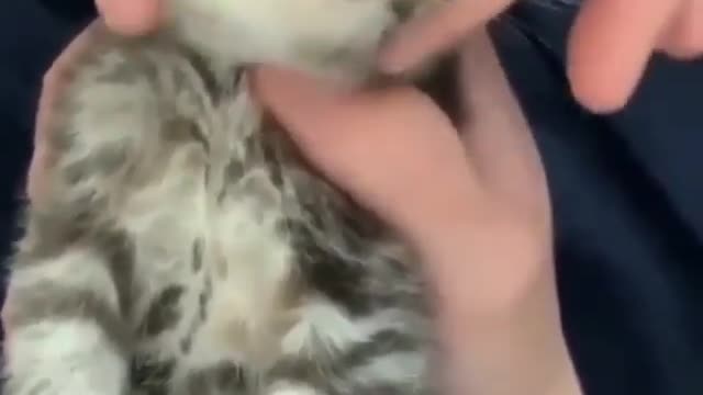 My cat is literally shaking omg