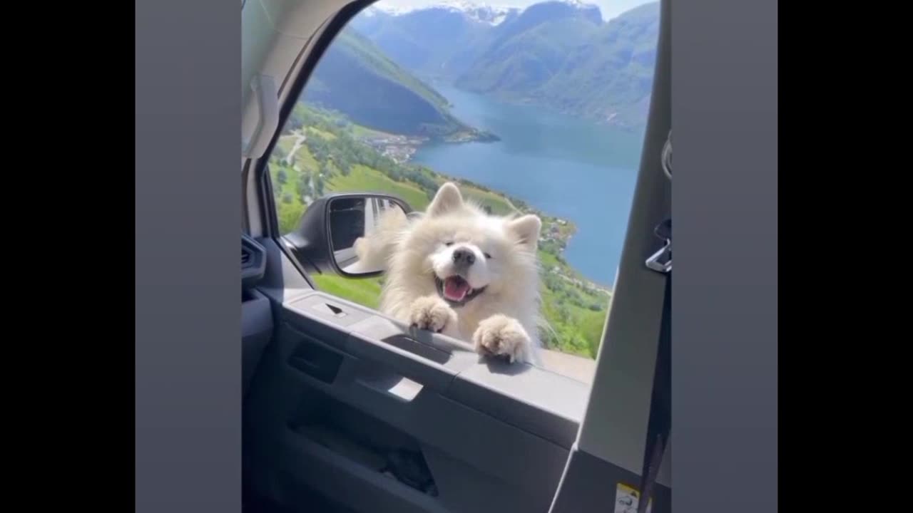 Cute animals