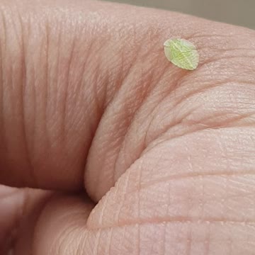 Never seen an insect like this, I thought it was a leaf