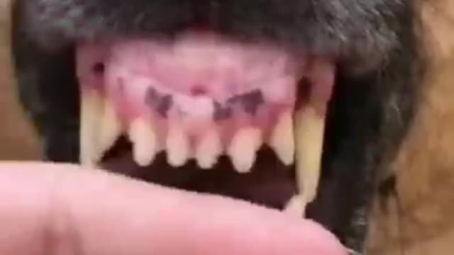 Angry dog video