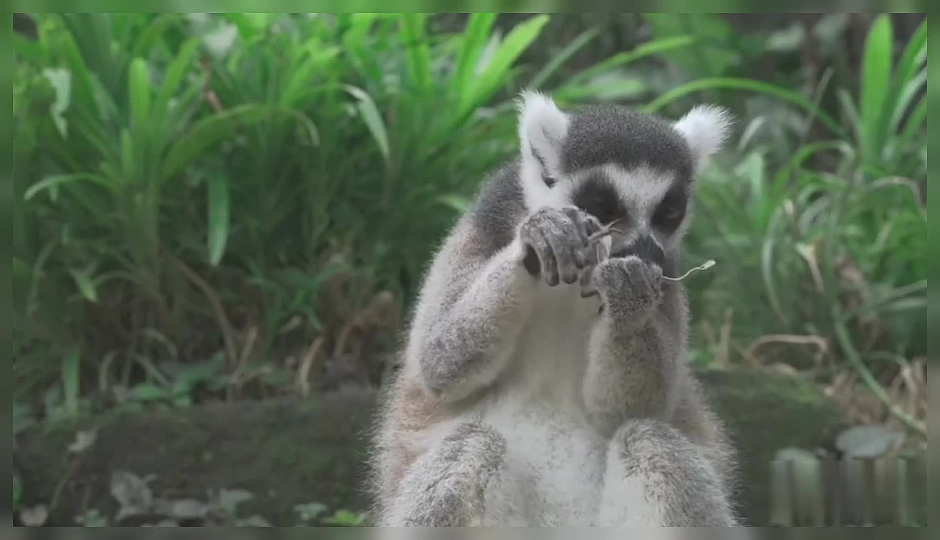 Cute Lemur Eating Dried Leaf Lemur