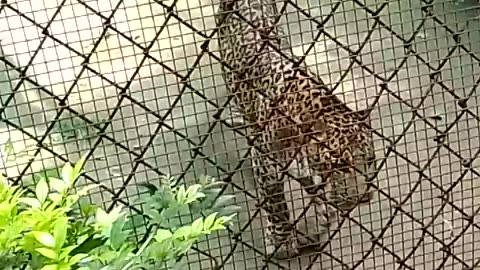 Cheeta in zoo