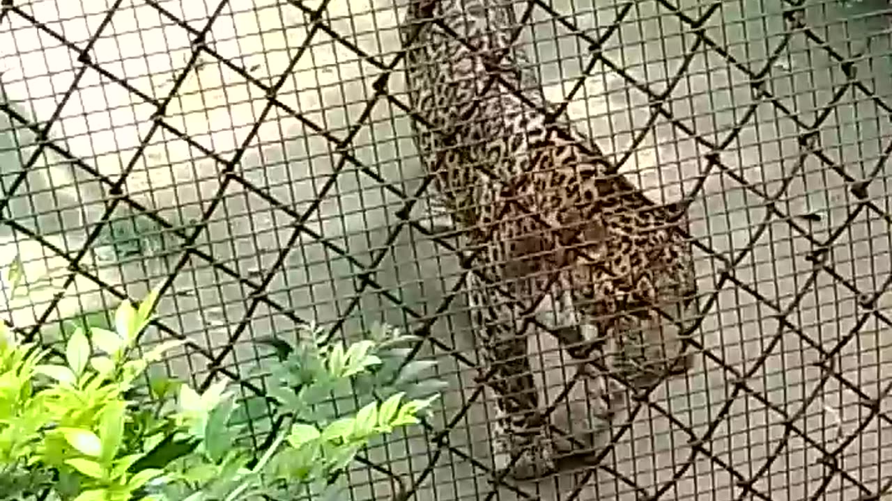 Cheeta in zoo