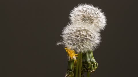 Yellow flower blossoming real time