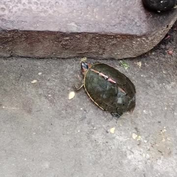 Cute Tortoise On The Road😜Viral Animals Video