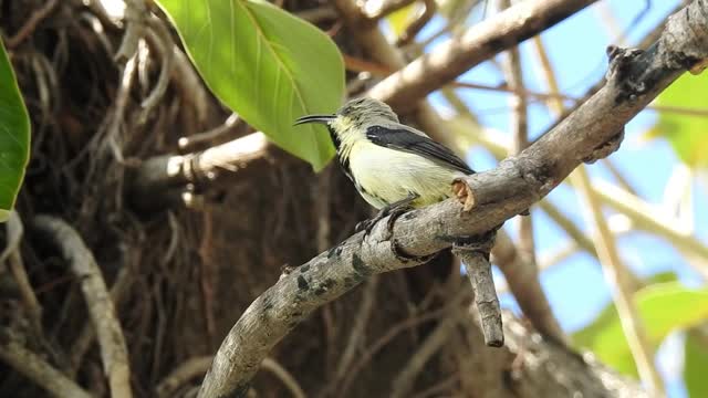 BEAUTIFUL BIRD EXUBERANT NATURE