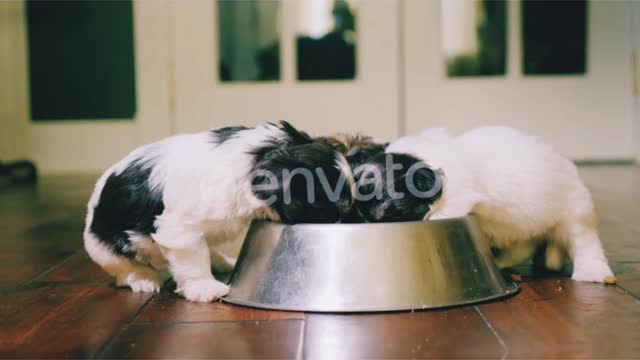 A Group of Little Puppies with Appetite Eating Food From a Bowl