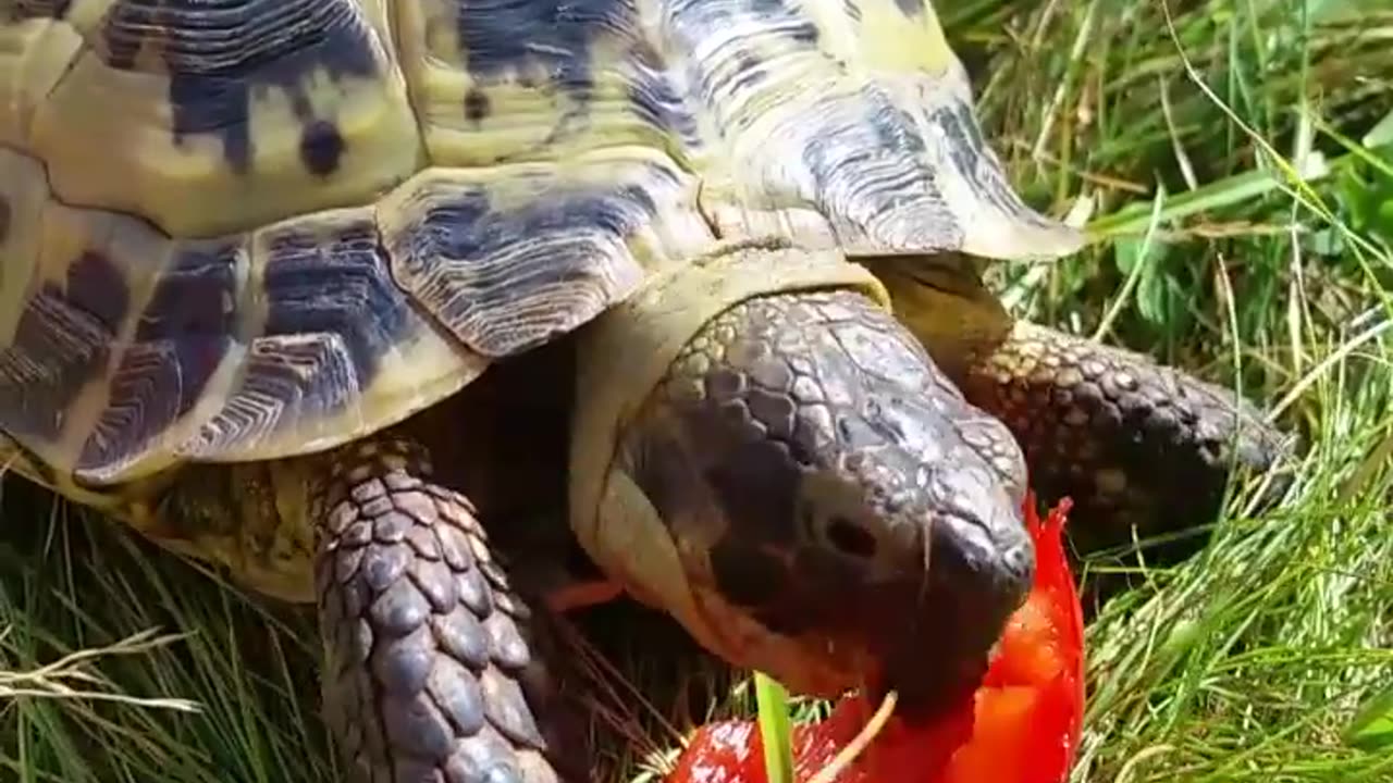 Cute Tortoise Eats Peppers In Elegant Hat