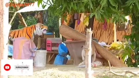 Prank reaction on dogs with fake Tiger and Lion part-l