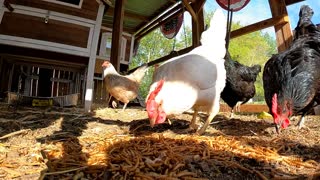 Crazy chickens scare easy
