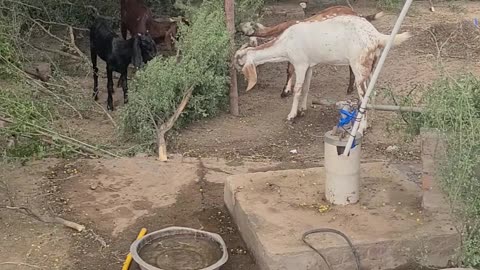 Goats. Desi goats pakistan