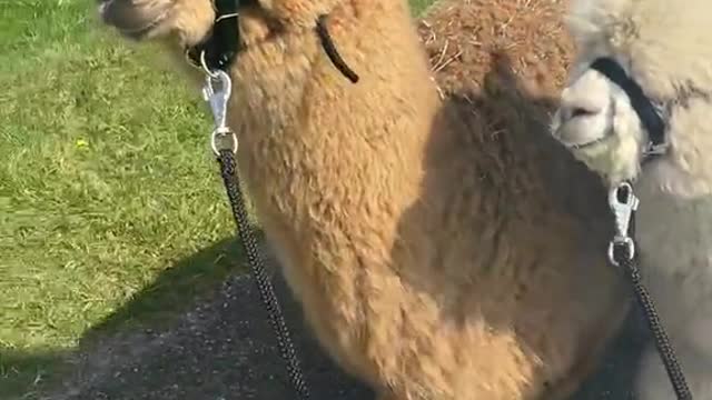 Walking alpaca