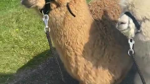 Walking alpaca