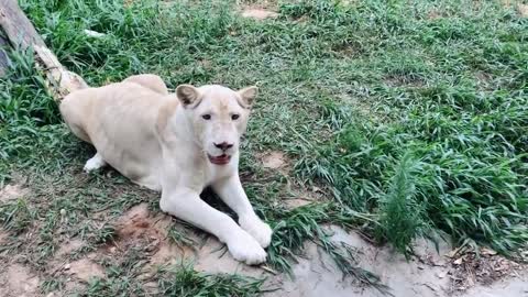 Lovely lovely white lion