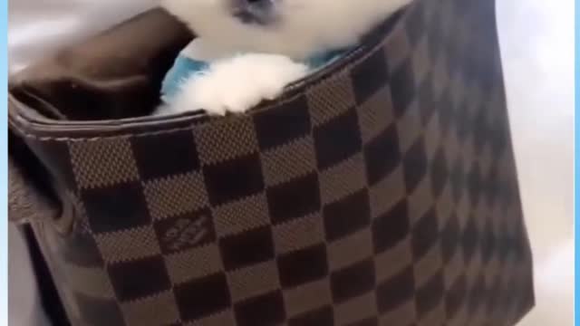 Cute Dog in LV Bag #Funny #Video