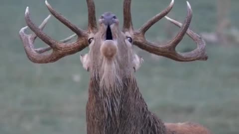 Have you heard voice of deer?