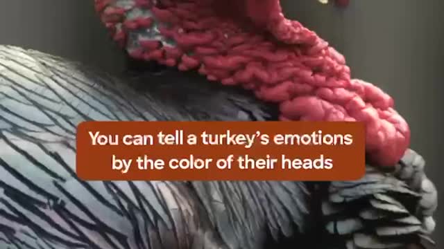 turkey