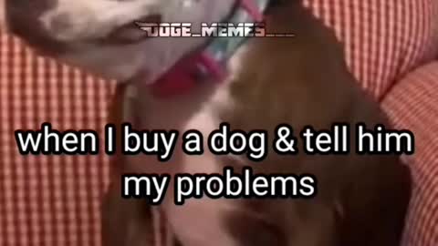 My pain with Dog