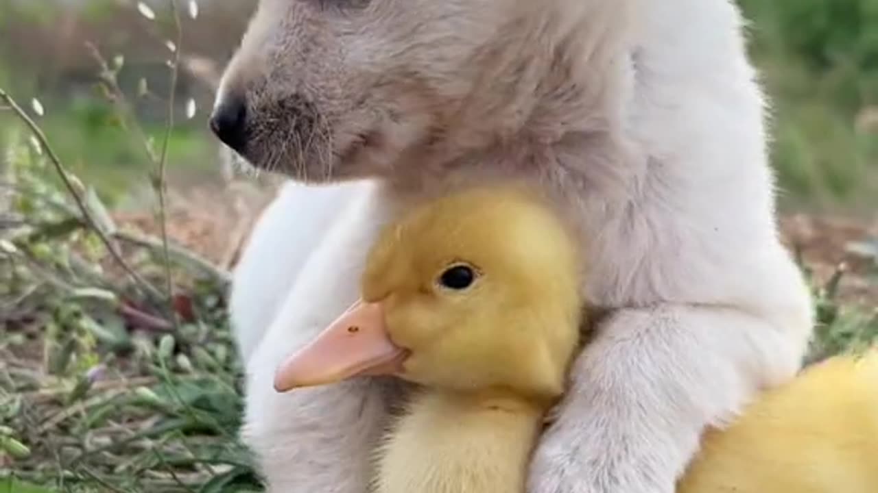 Treat the duckling as your own child