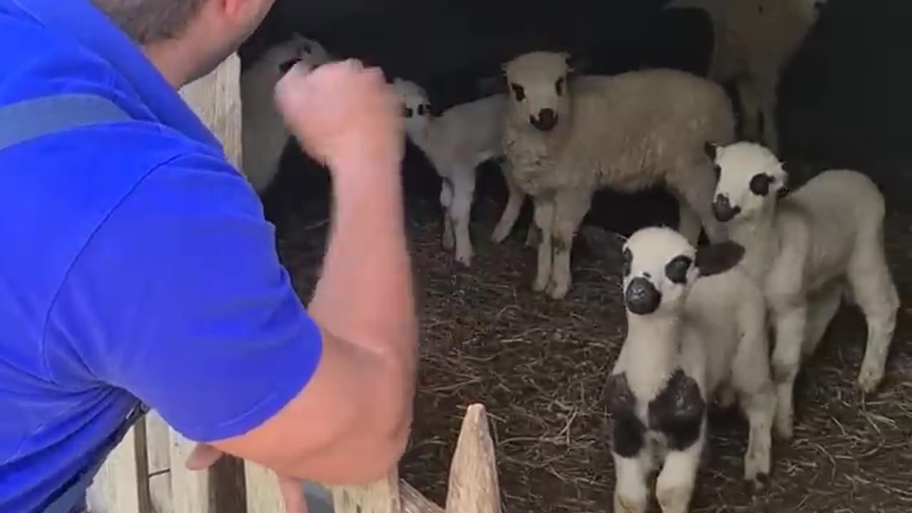 Sheep babies