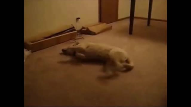 Acting acting 😂😂 I think they running for a bone in 😴💭😴💭dreams