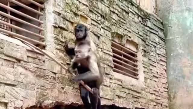 What are the two monkeys doing with this piece of bamboo?