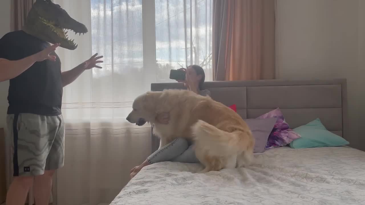 Golden Retriever Protects His Human Mom from Crocodile!