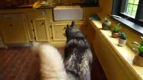 Husky CHASES Everyone And YELLS Until They Get Up And Leave!