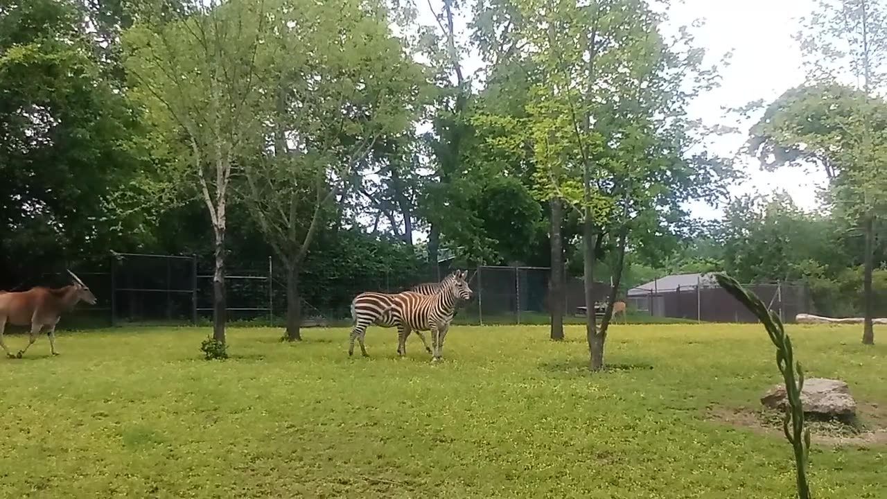 Serenity in the Garden: Zebras, Deer, and Ostriches Stroll Amidst Natural Beauty