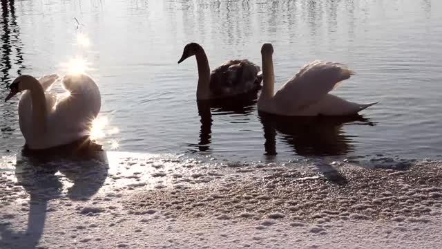 swans swimming