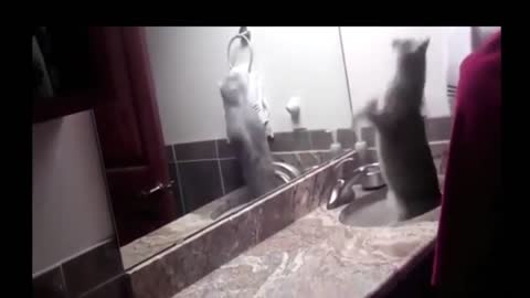 Funniest animals