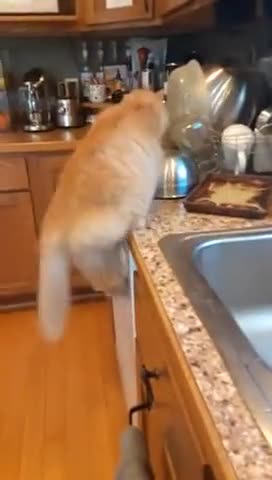 Standard Cat chain reaction kitchen destruction