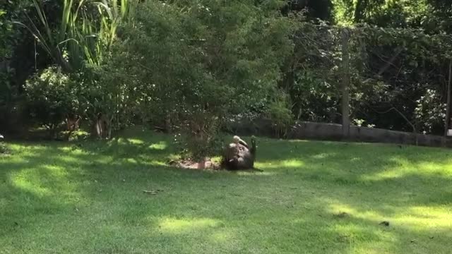 Hulk Enjoys Sliding Around on Grass Slope