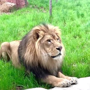 donovan is the perfect man in our eyes even if his lion ladies don't agree