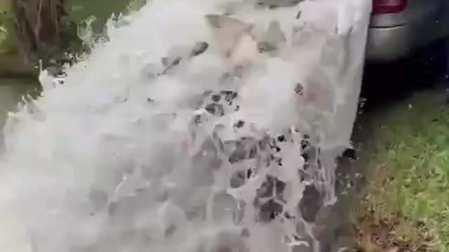 como acabar com uma pescaria.