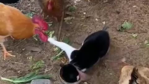 Funny animals videos