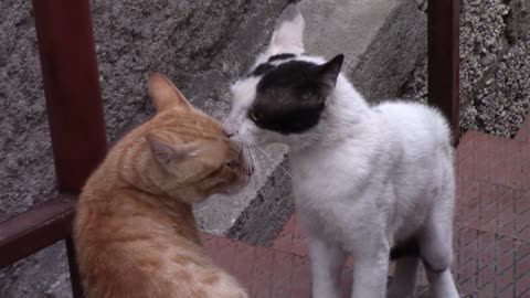 Relaxing cat resting a warrior Romantic moments