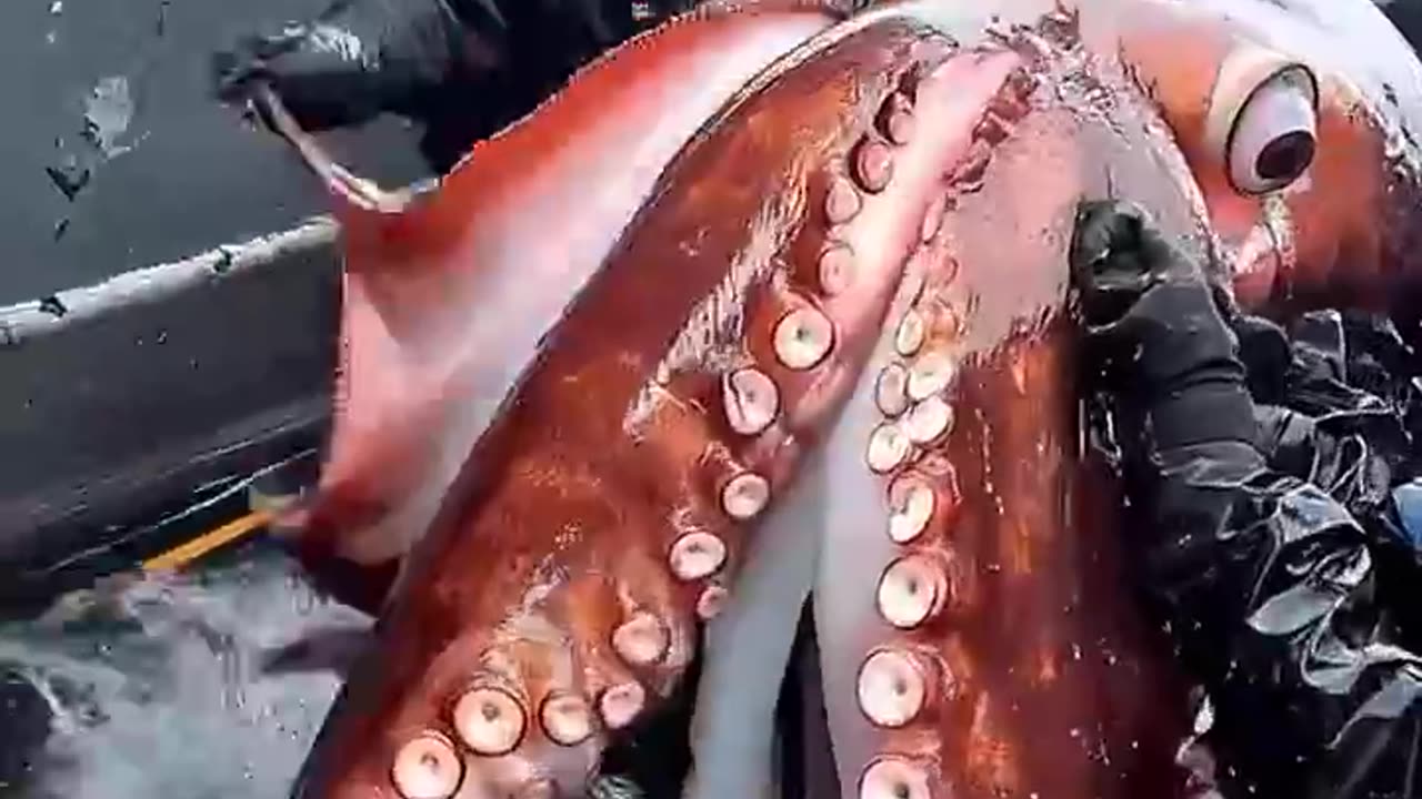 Giant Sea Monsters Caught by Fishermen