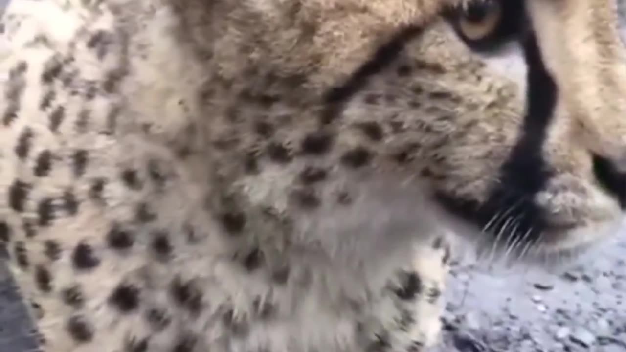 Cute cheetah 🐆🥹